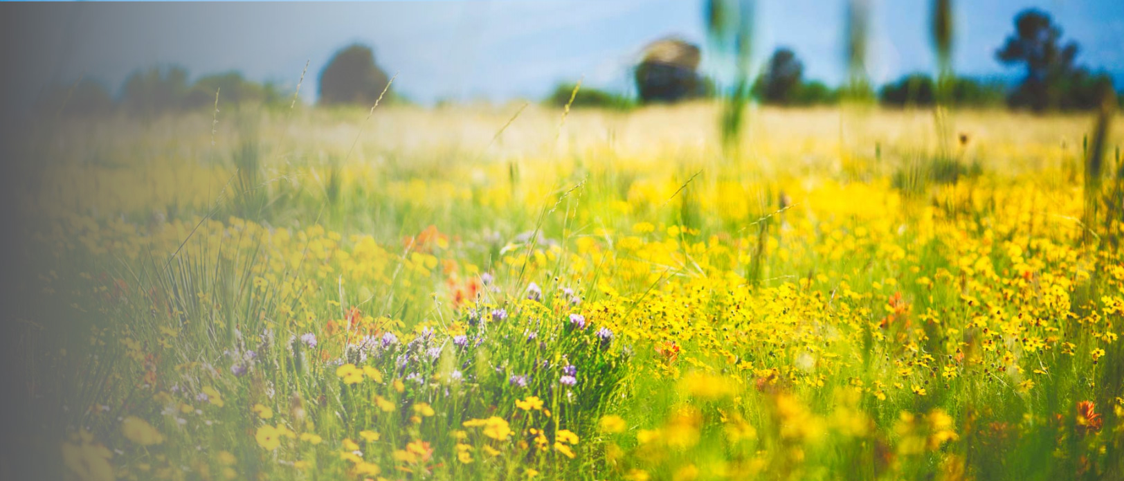 Field of flowers